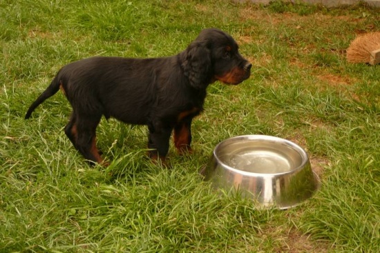 Seter szkocki gordon